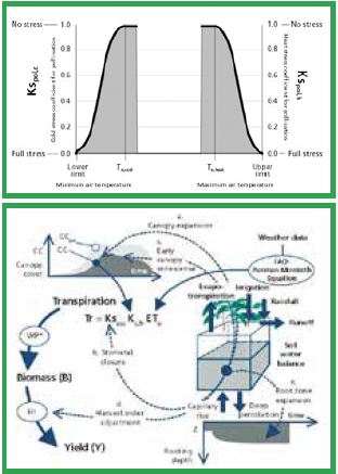 **Top: Variation of the temperature stress coefficient (Ks) for cold (left) and heat stresses (right) on pollination Above: Schematic representation of the crop response to water stress, as simulated by AquaCrop, with indication (dotted arrows) of the processes (a to e) affected by water stress (adjusted from Raes et al., 2009).**