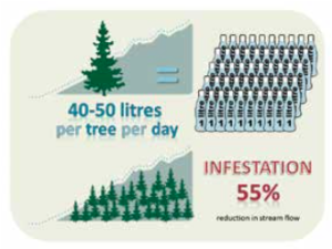 Figure 2: Where grasslands or shrublands such as fynbos are invaded by alien trees, the overall water use by the vegetation increases.