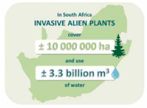 Figure 3: The current estimate is that invasive aliens cover approximately 10 million hectares in South Africa, and use approximately 3.3 billion cubic metres of water in excess of that used by native vegetation every year.