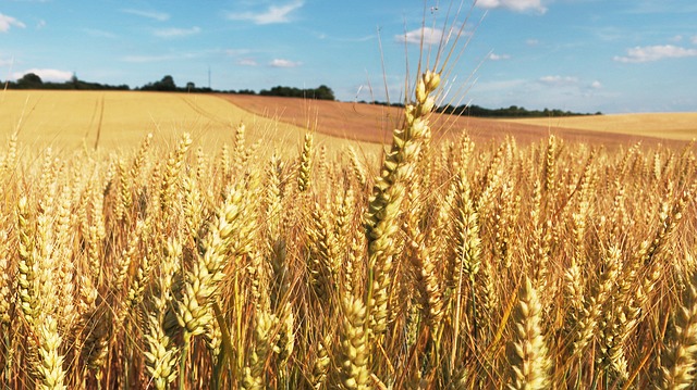 Agricultural production in spotlight at Food Security Seminar
